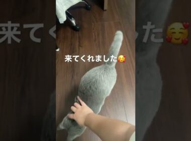 子猫がついに、名前を呼んだらちゃんと来てくれるようになりました #シャルトリュー #子猫 #chartreux #shorts