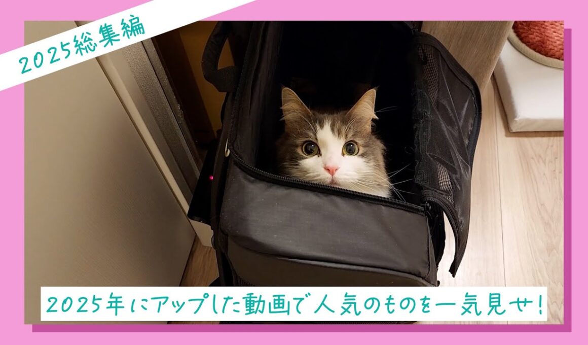 かわいいノルウェージャンフォレストキャット動画をイッキ見せ【2025年★総集編】