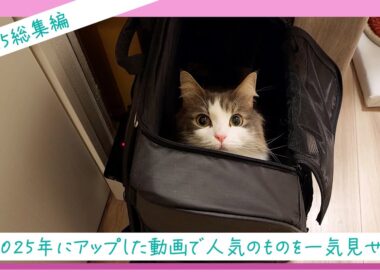 かわいいノルウェージャンフォレストキャット動画をイッキ見せ【2025年★総集編】