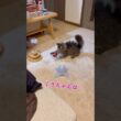 ちょうちょに負けて壁に八つ当たりする猫くうちゃん#スクーカム #猫のいる暮らし #猫好きさんと繋がりたい #猫