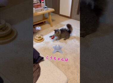 ちょうちょに負けて壁に八つ当たりする猫くうちゃん#スクーカム #猫のいる暮らし #猫好きさんと繋がりたい #猫