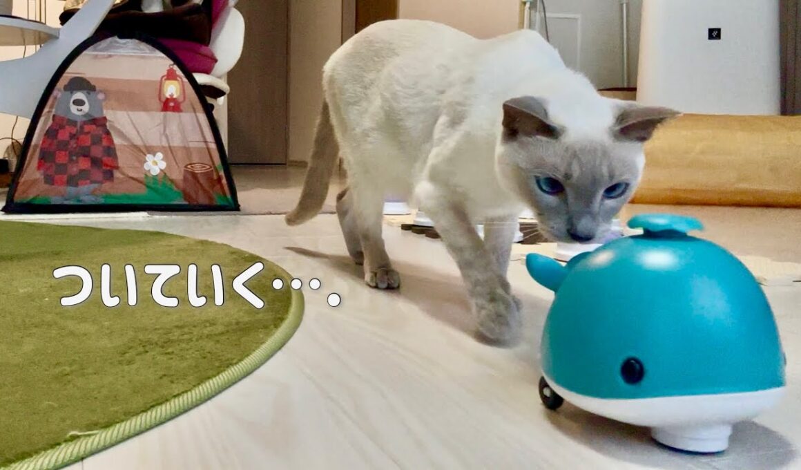 新しいおもちゃを見せたら…行ったり来たりする猫の反応が可愛すぎた🐳🐾