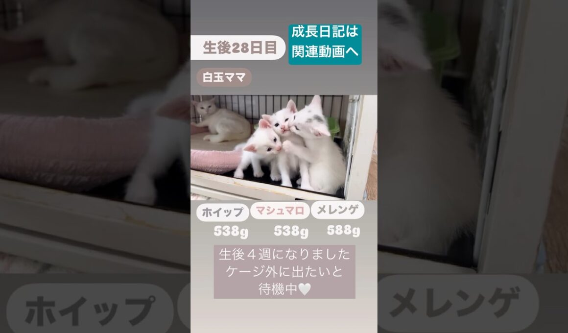 生後28日の子猫の1日　フルバージョンは関連動画へ