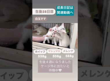 生後28日の子猫の1日　フルバージョンは関連動画へ