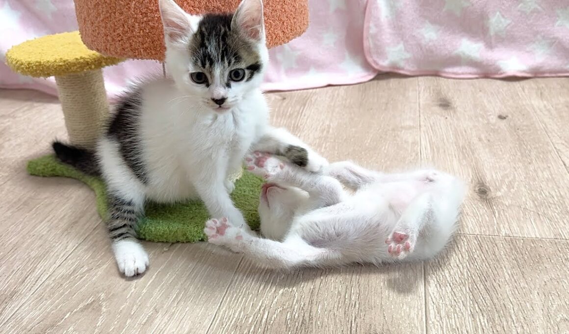 兄猫に捕まり全力の参ったポーズをする子猫【白玉ちゃん＆坊ちゃん日記】Caught by big brother: The cutest white flag from a kitten.