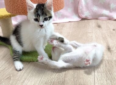 兄猫に捕まり全力の参ったポーズをする子猫【白玉ちゃん＆坊ちゃん日記】Caught by big brother: The cutest white flag from a kitten.