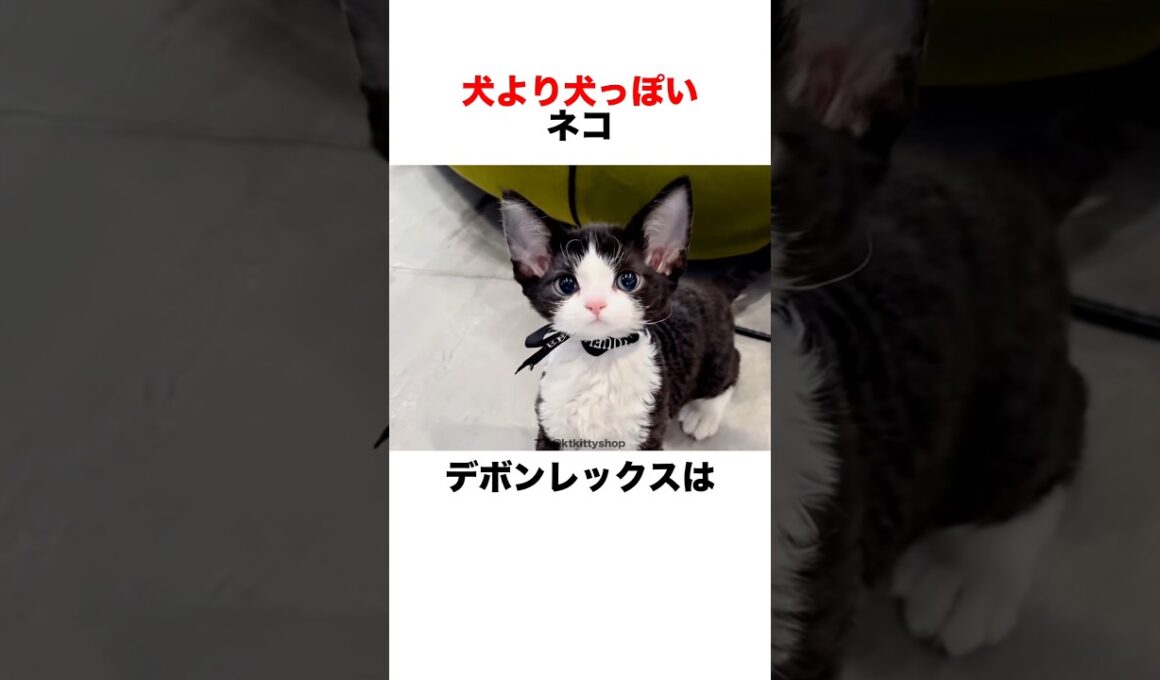 犬より犬⁉️なネコ