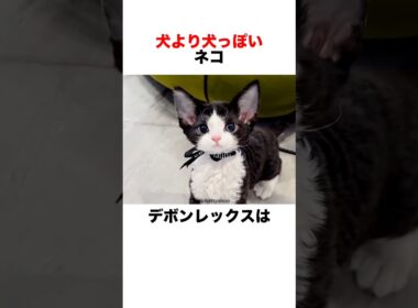 犬より犬⁉️なネコ