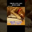 亡くなった子猫の臭いが付いた床をかき続ける親猫 #保護猫 #猫動画