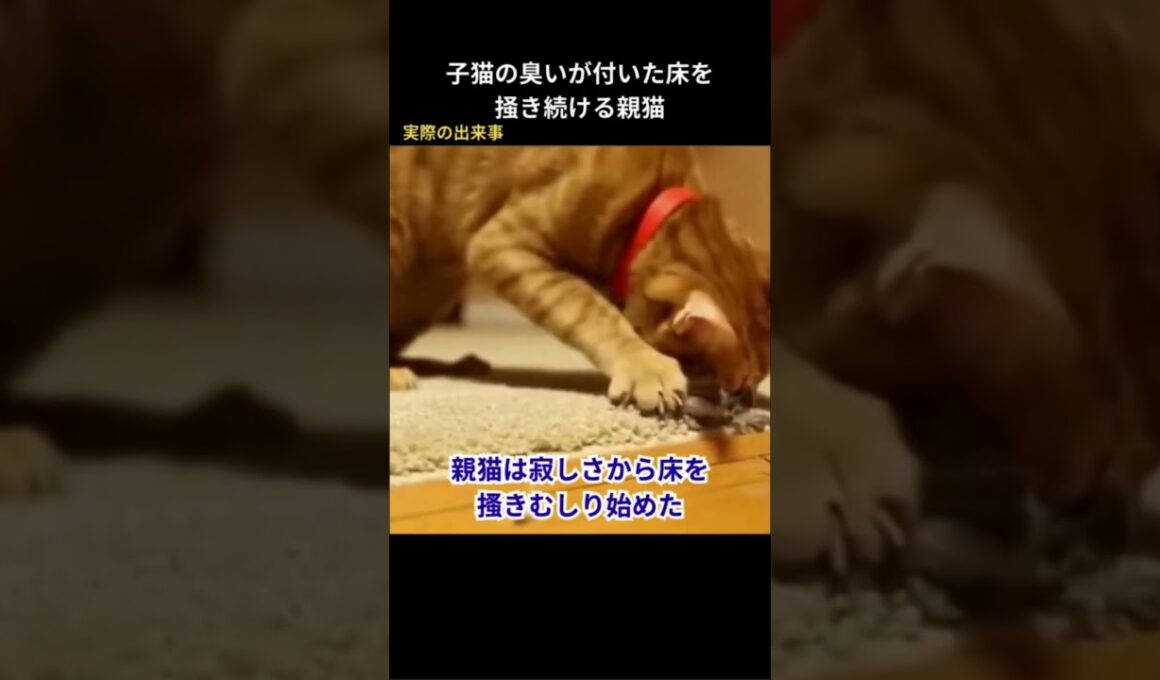 亡くなった子猫の臭いが付いた床をかき続ける親猫 #保護猫 #猫動画