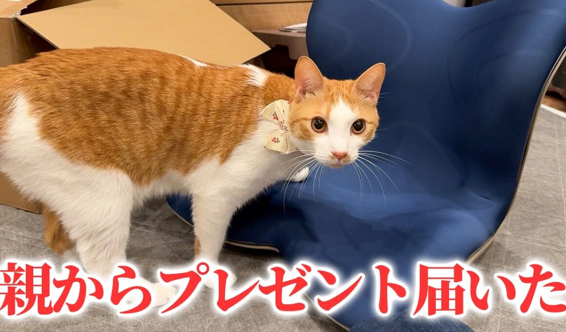 親からとんでもない誕生日プレゼントが届きました。