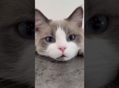 可愛くて声出た #ラグドール #猫のいる暮らし #ねこ