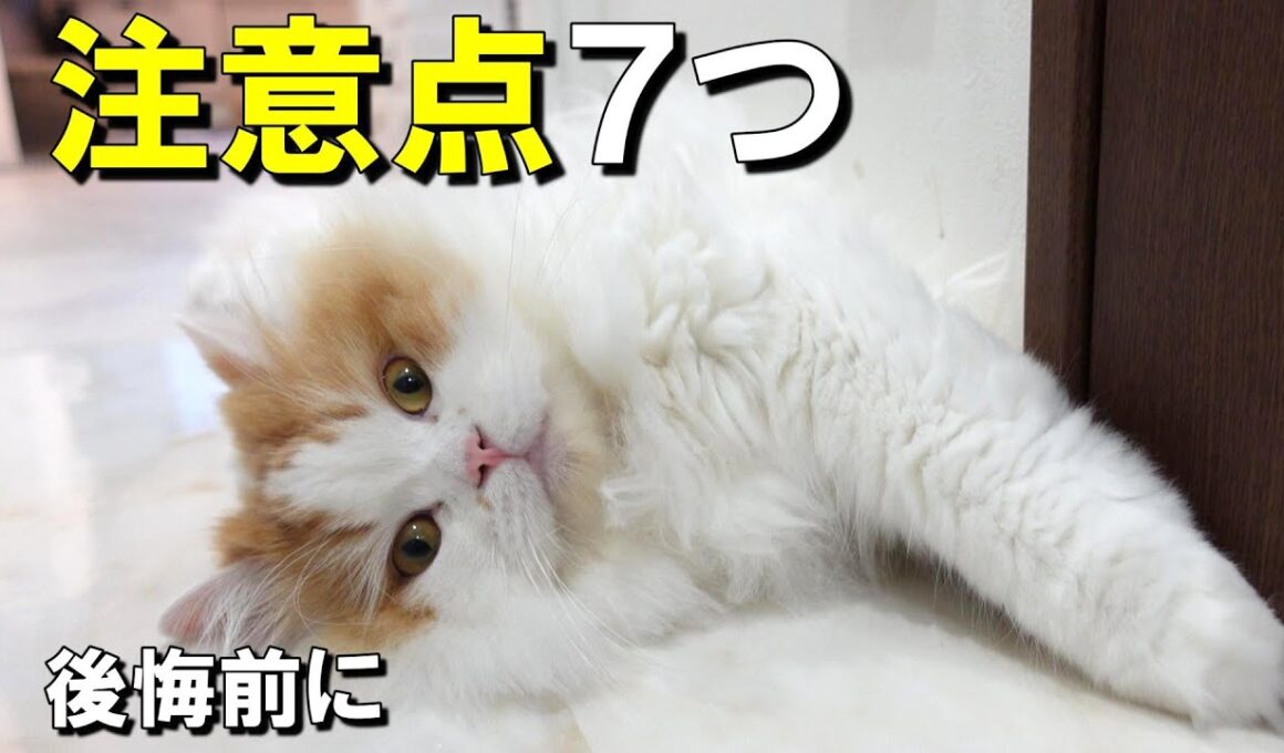 スコティッシュフォールドの困ったこと7つ＋対策｜6年飼って分かったこと
