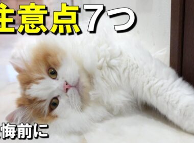 スコティッシュフォールドの困ったこと7つ＋対策｜6年飼って分かったこと