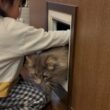 居ないと思ったら猫通路にいる猫　サイベリアンA cat that can be found easily. Siberian
