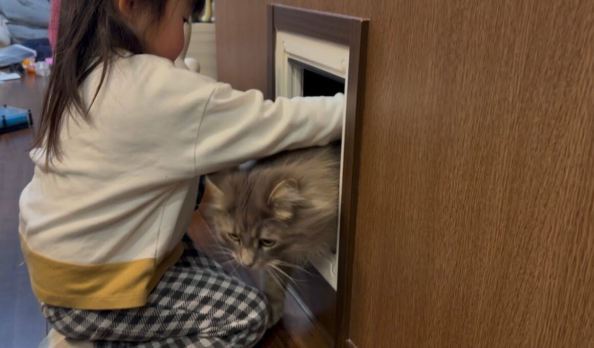 居ないと思ったら猫通路にいる猫　サイベリアンA cat that can be found easily. Siberian