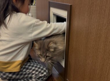 居ないと思ったら猫通路にいる猫　サイベリアンA cat that can be found easily. Siberian