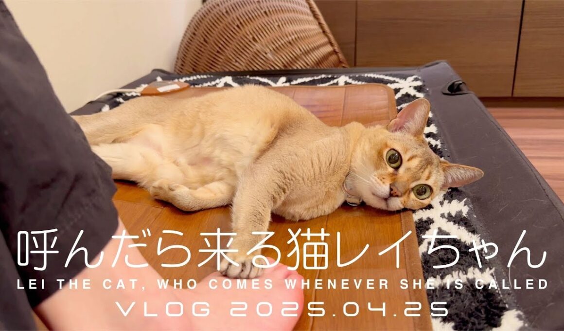 【VLOG 2025.04.25】呼んだら来る猫レイちゃん | Lei the cat, who comes whenever she is called【シンガプーラ】