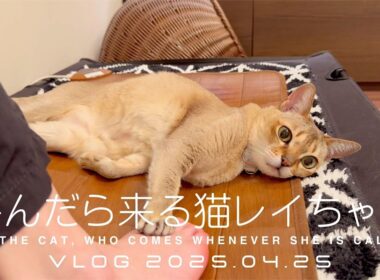 【VLOG 2025.04.25】呼んだら来る猫レイちゃん | Lei the cat, who comes whenever she is called【シンガプーラ】