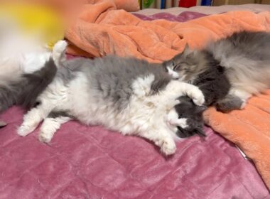 【癒し♪】もふ猫たちのまったり時間がカワイイ💖ノルウェージャンフォレストキャットとターキッシュアンゴラ