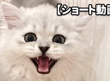 ごはんの準備中に待ち遠しくて鳴きまくる子猫【サイベリアン】 #Shorts