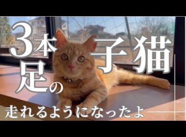 左足を失った子猫が走れるようになったよ