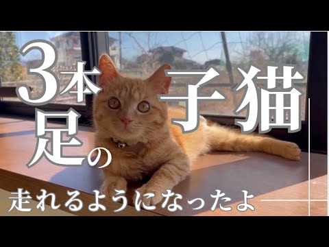 左足を失った子猫が走れるようになったよ
