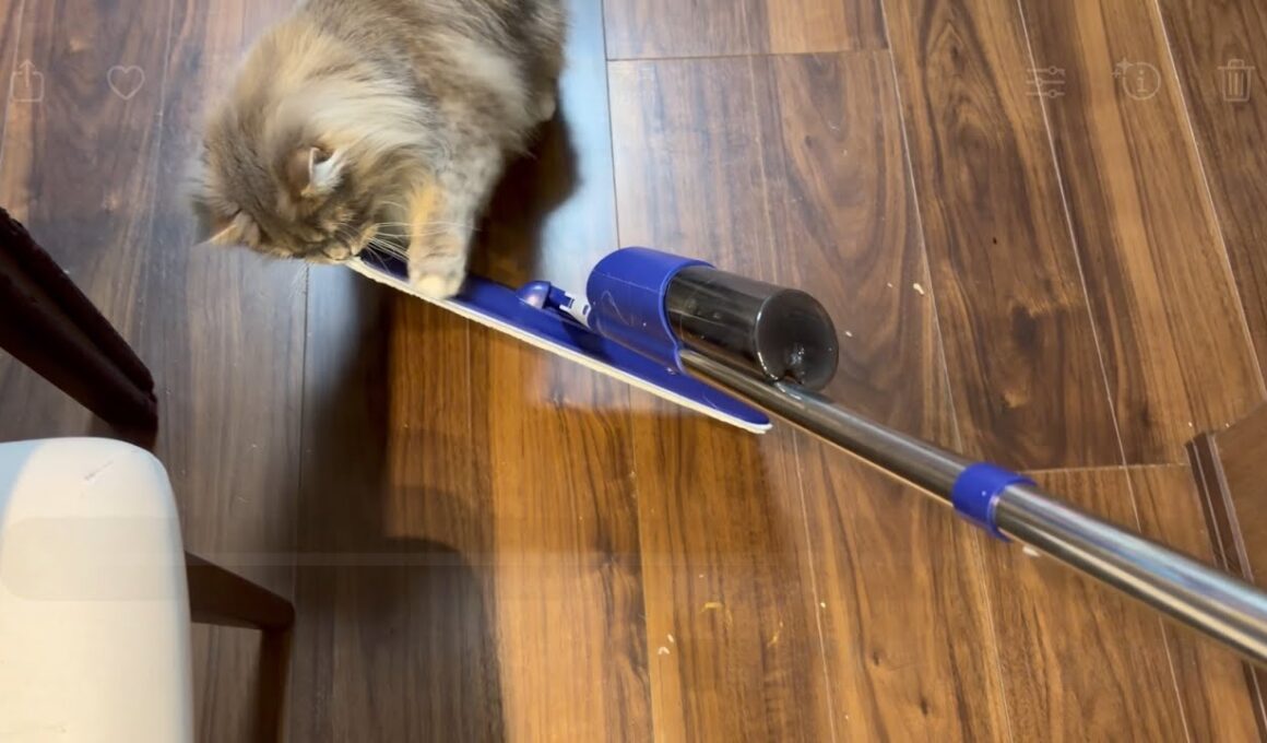 モップがけをすると進路を妨害する猫　サイベリアン