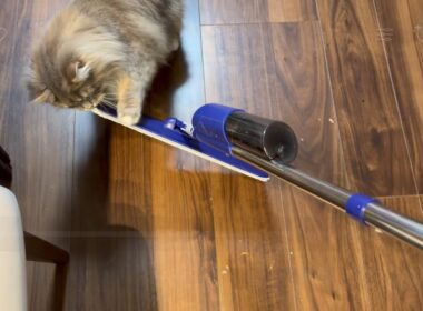 モップがけをすると進路を妨害する猫　サイベリアン