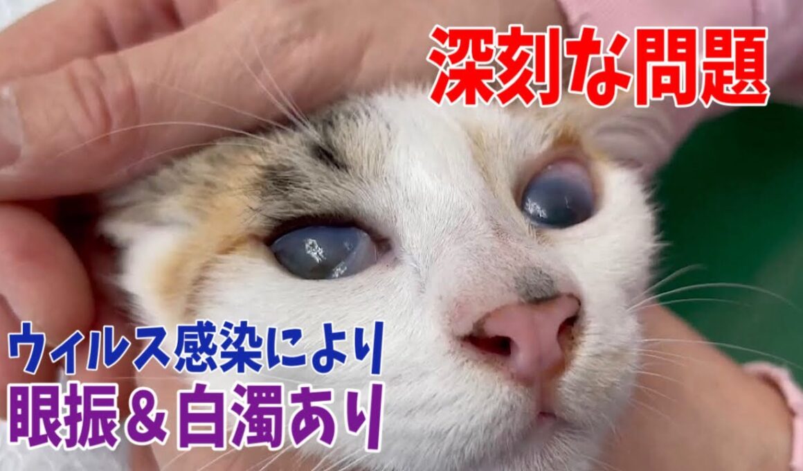 【後編】行き場のない沖縄の子猫達を空腹し動物病院へ