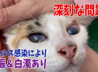 【後編】行き場のない沖縄の子猫達を空腹し動物病院へ