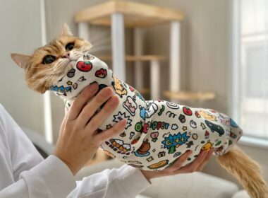 歯磨きを嫌がり海苔巻きにされてしまった猫がこちらです…