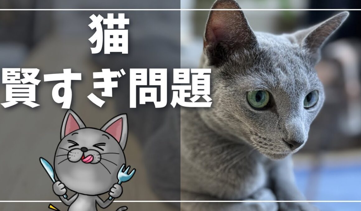 【賢すぎ】オヤツのためならドアを開ける猫がこちら【ロシアンブルー】