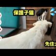犬をじっくり観察する子猫の様子はこうなりました