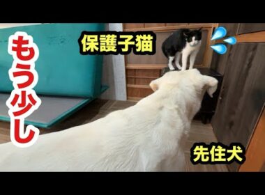 犬をじっくり観察する子猫の様子はこうなりました