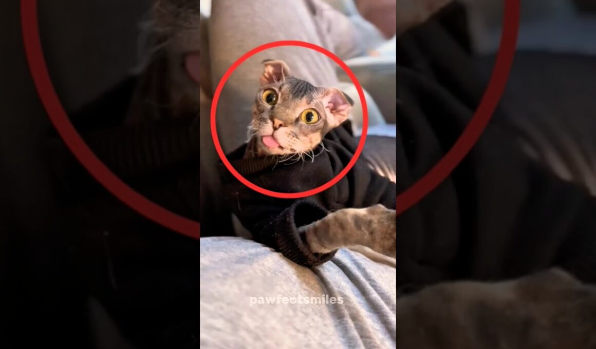 3 Unique Cat Breeds You Rarely See (Part 3)🐱 #youtubeshorts #cat