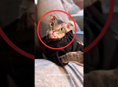 3 Unique Cat Breeds You Rarely See (Part 3)🐱 #youtubeshorts #cat