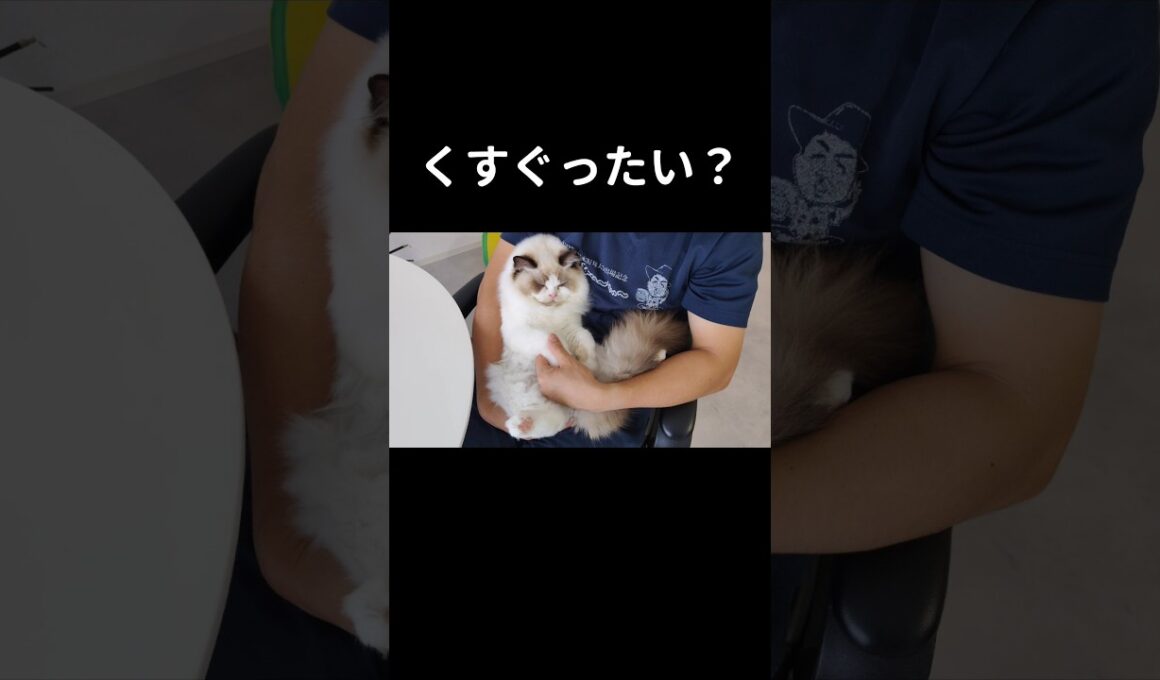 こういう葉っぱあったよね🌿 #shorts #猫 #子猫 #ラグドール #甘えん坊猫 #ぬいぐるみ猫