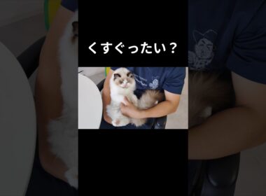 こういう葉っぱあったよね🌿 #shorts #猫 #子猫 #ラグドール #甘えん坊猫 #ぬいぐるみ猫