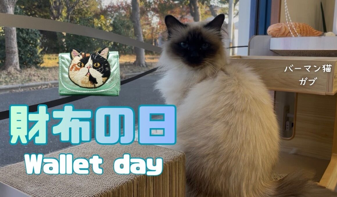 バーマン猫ガブ【財布の日】Wallet day（バーマン猫）Birman/Cat