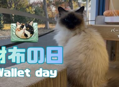 バーマン猫ガブ【財布の日】Wallet day（バーマン猫）Birman/Cat