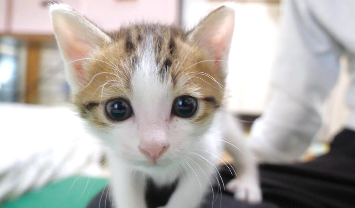 子猫怪獣が大声で鳴きながらカメラにパンチ攻撃をしてきました【赤ちゃん猫　保護猫】