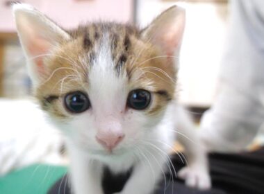 子猫怪獣が大声で鳴きながらカメラにパンチ攻撃をしてきました【赤ちゃん猫　保護猫】