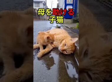 弱った母猫と懸命な子猫【感動物語】 #shorts