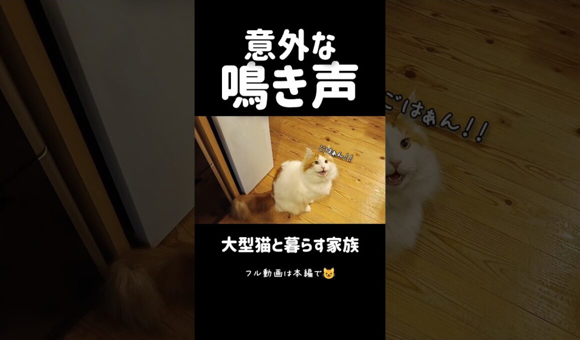 今日のセテさん #しゃべる猫 #メインクーン #shorts #funny