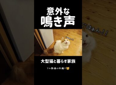 今日のセテさん #しゃべる猫 #メインクーン #shorts #funny