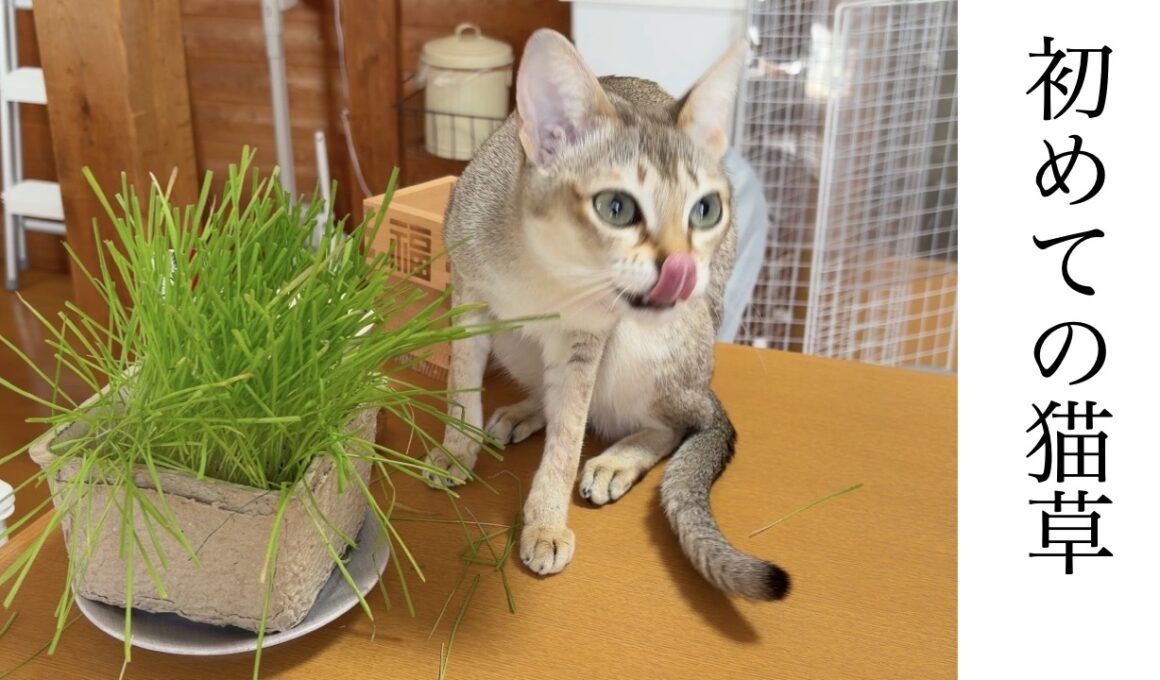 【シンガプーラ】初めての猫草
