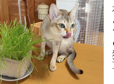 【シンガプーラ】初めての猫草