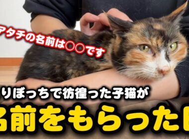 ひとりぼっち彷徨った子猫の名前が決まりました
