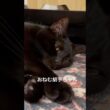 寝落ち５秒前 #cat #猫のいる暮らし #ボンベイ #ねこ #黒猫